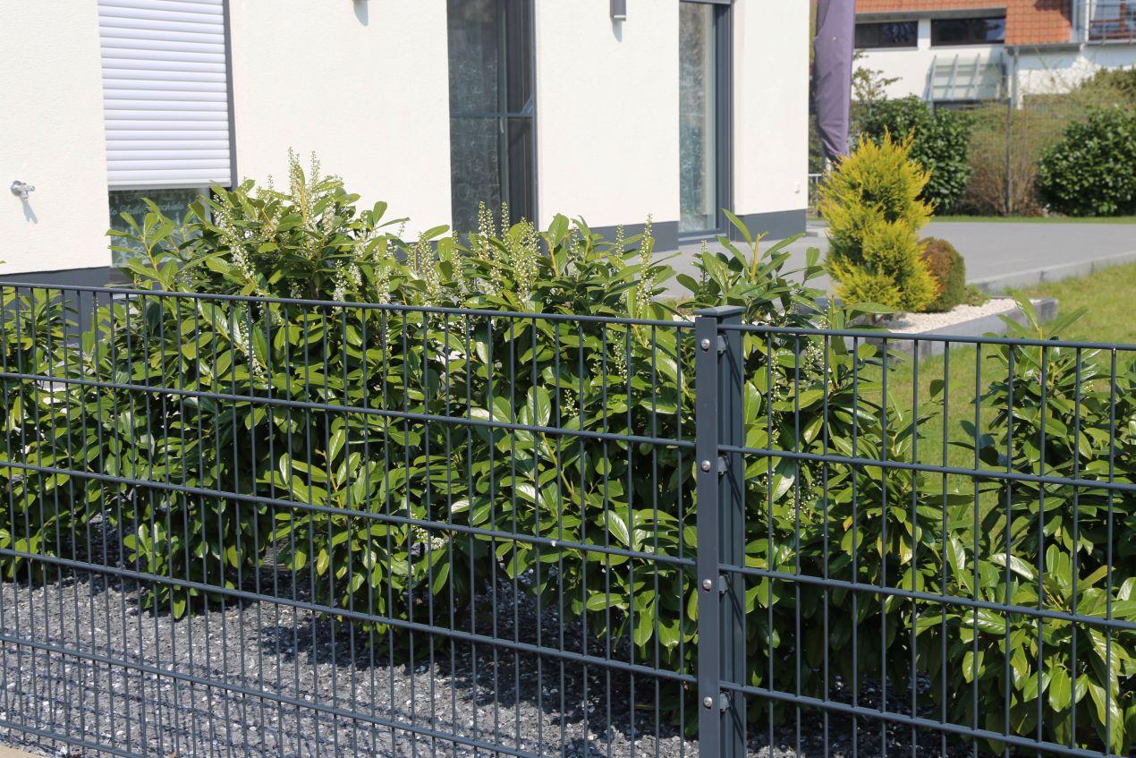 Stabiler Doppelstabmatten Zaun Hamburg schuetzt Gartenanlage vor Wind und Wetter
